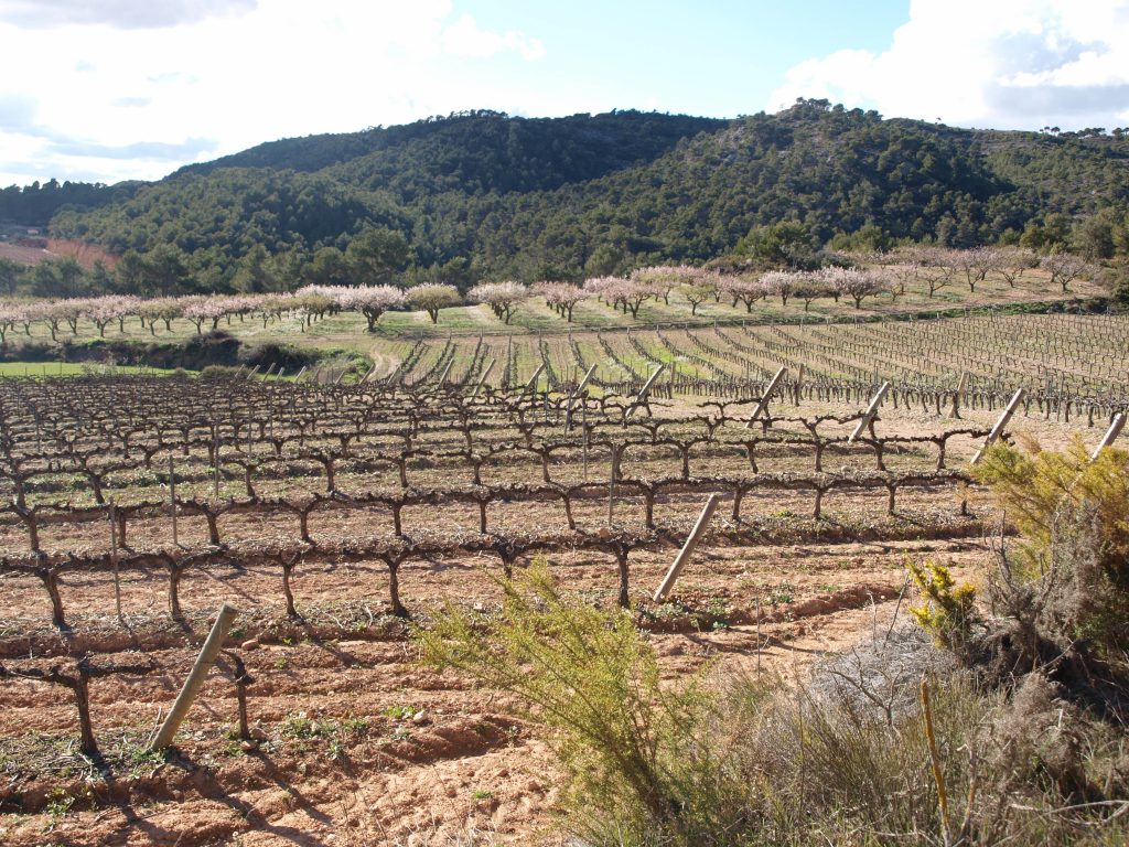 Success Vinicola Parellada 'Experiencia' Conca de Barbera, Spain - Williston Park Wines & Spirits