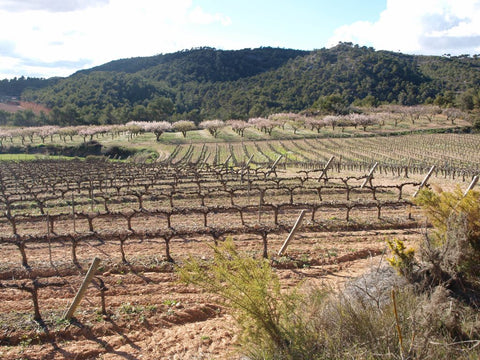 Success Vinicola Parellada 'Experiencia' Conca de Barbera, Spain - Williston Park Wines & Spirits