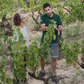 AT Roca 'Reserva' Penedes, Spain - Williston Park Wines & Spirits